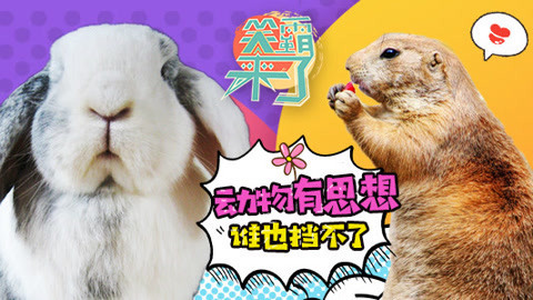 笑霸来了欢畅版 这些动物怕是成精了