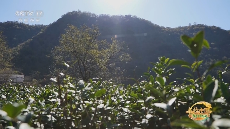 《谁知盘中餐》 20251015 丰收来敲门 舌尖上的非遗传承