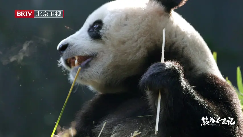 《熊猫奇遇记》第4集