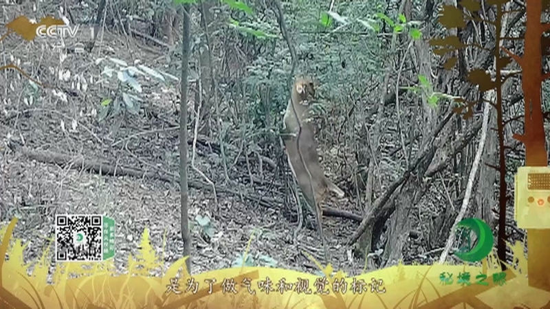 秘境之眼 《秘境之眼》 小麂 20230404