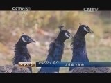 生财有道 《生财有道》 20141128 驯兽高手系列 让孔雀飞起来