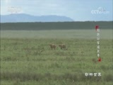 动物世界 《动物世界》 20170907 短跑冠军成长季