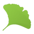 Gingko