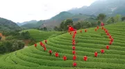 浙江武义：茶农心向党 激情颂党恩