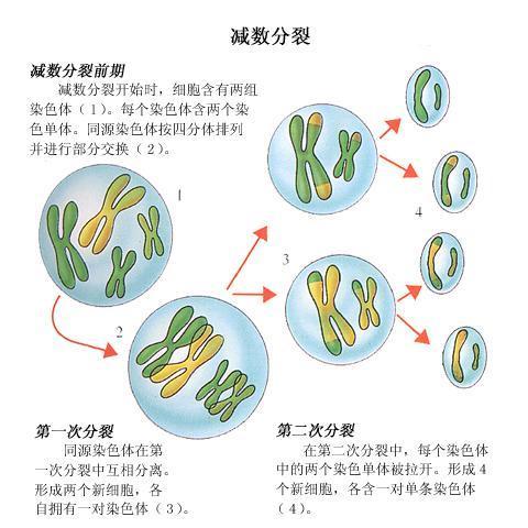 基因重组交叉互换图片