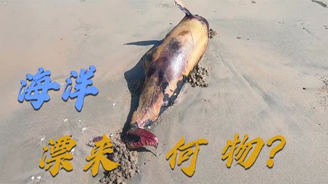 闲来收拾渔网又偶遇了海洋 b>大物 /b>,海洋到底怎么了 b>大物 /b>频