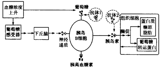 血糖调节示意图图片