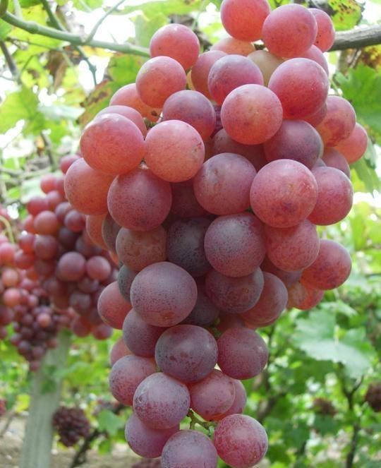 深红无核葡萄品种特性图片