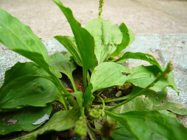 英文名:plantain seed
