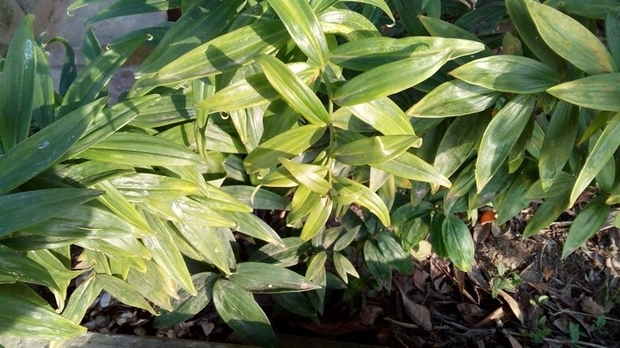 请问这是什么植物