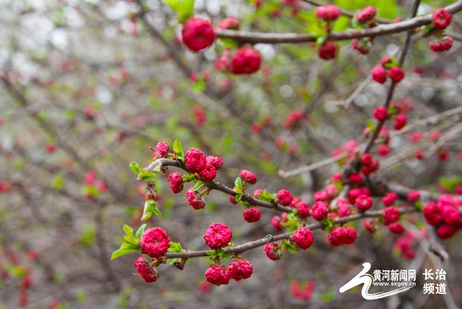 长治市市花图片