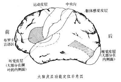 大脑皮层功能定位说