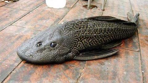 一村民捕获怪鱼,嘴巴居然长在肚子下面