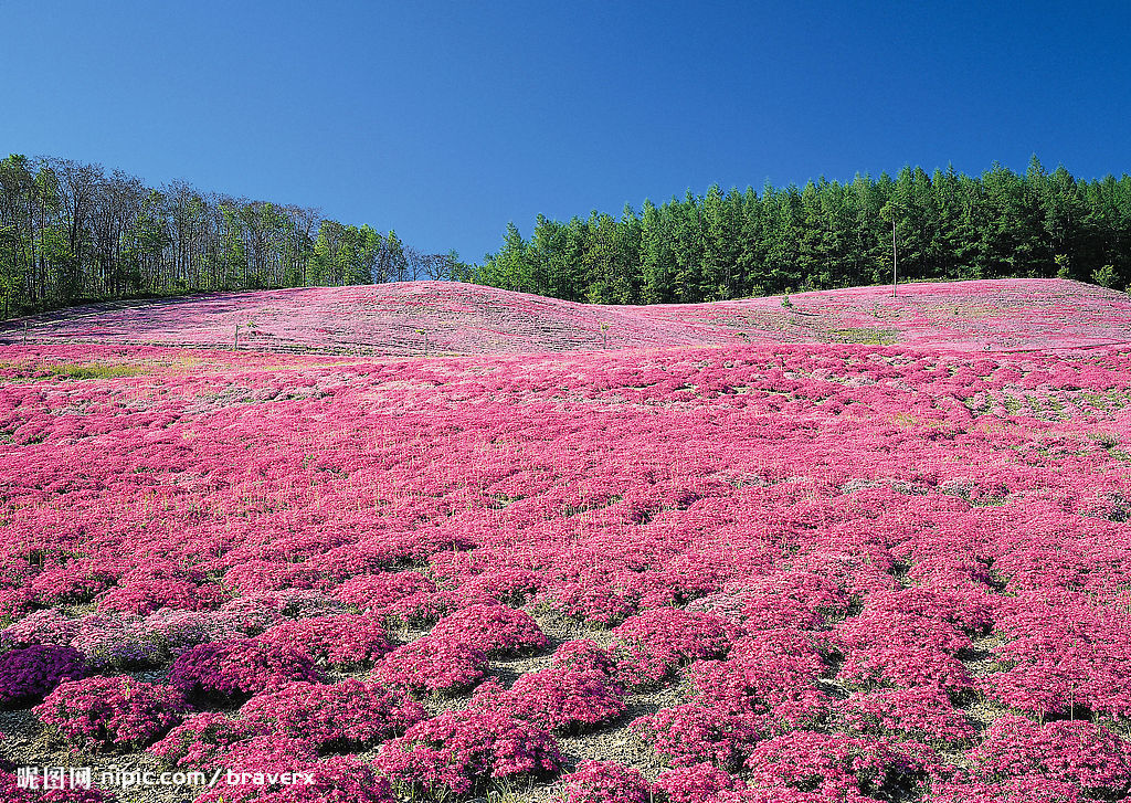 成语 漫山遍野 发音 màn shān biàn yě 解释 漫:满;遍:到处.