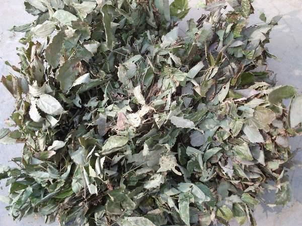 这种草羊吃受不了:有神奇的补肾壮阳功效