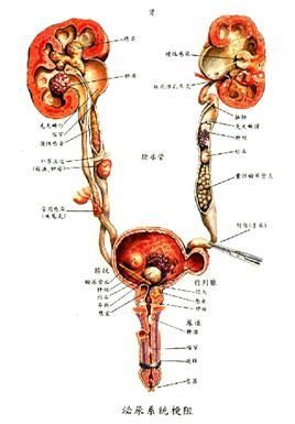 概述 體的泌尿系統是由腎臟輸尿管膀胱尿道組成腎臟與輸尿管依人體中