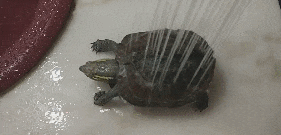 乌龟伸缩头gif图片