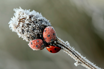 冬季昆虫照片图片