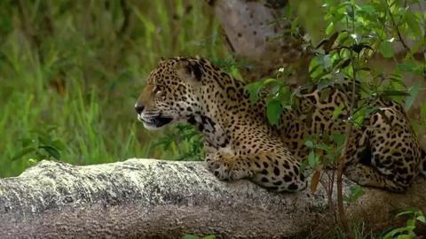 猎豹潜伏岸边,鳄鱼躲进河水中也用