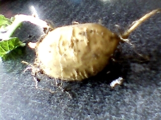 地里长的像土豆的是什么