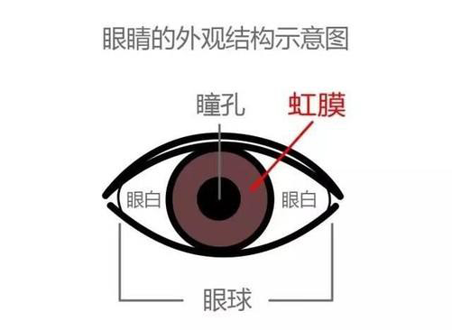 谁更安全?虹膜识别与眼纹识别有何不同