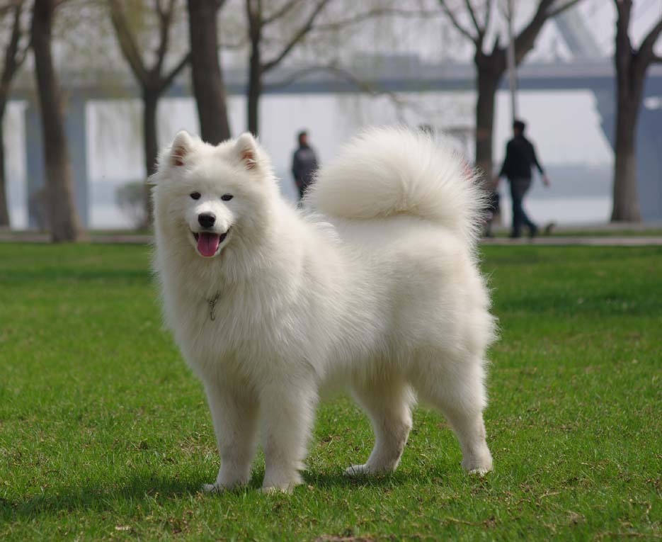 薩摩耶犬-西伯利亞犬種