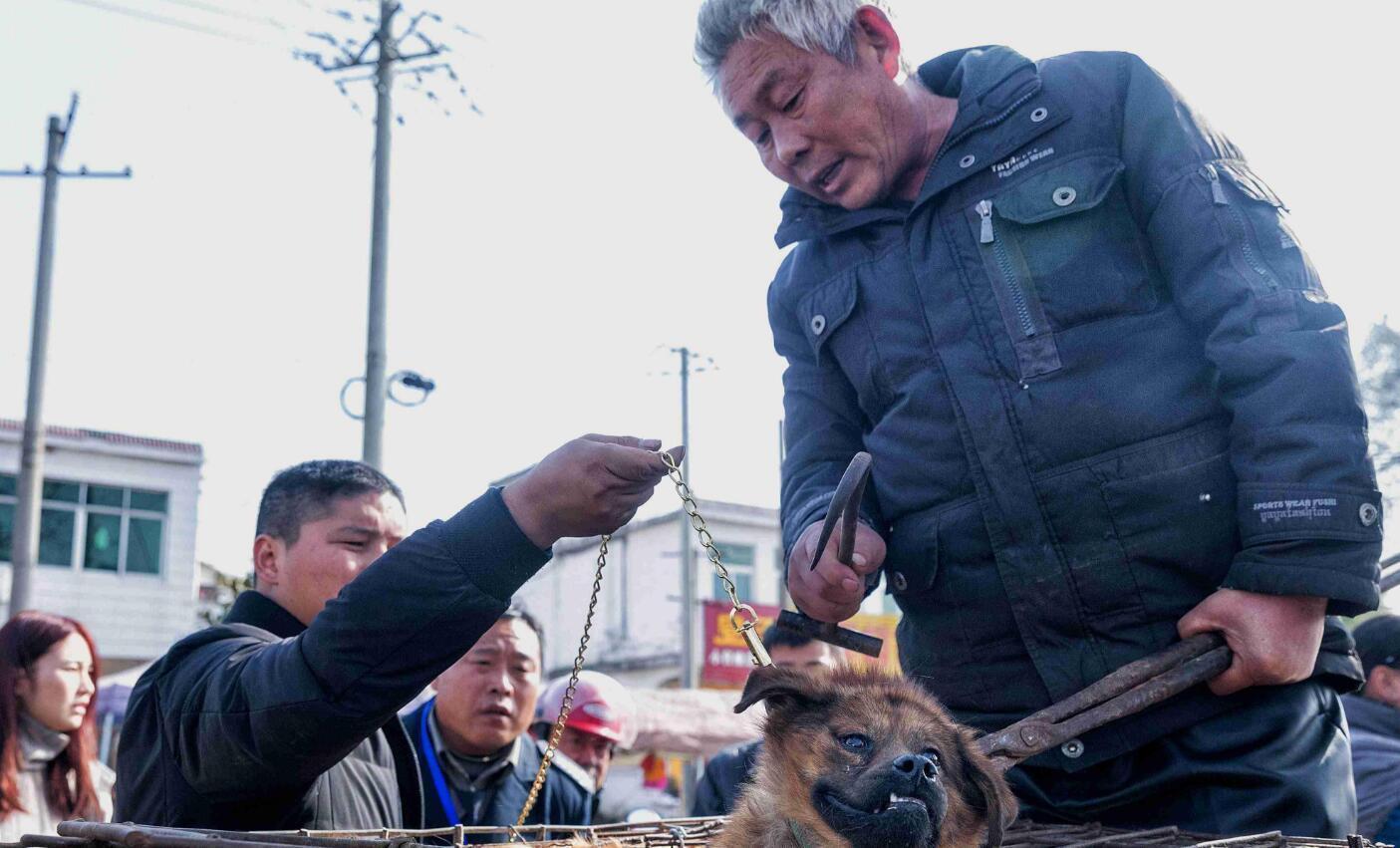 合肥男子当街杀狗小狗面对利器泪流满面