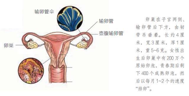 女性性腺位置图片