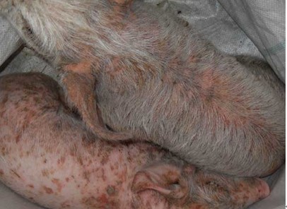 猪葡萄球菌症状图片图片