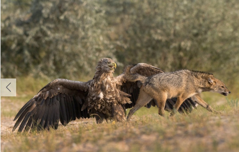 老鹰为护小鸟与胡狼展开殊死搏斗:胜利而归