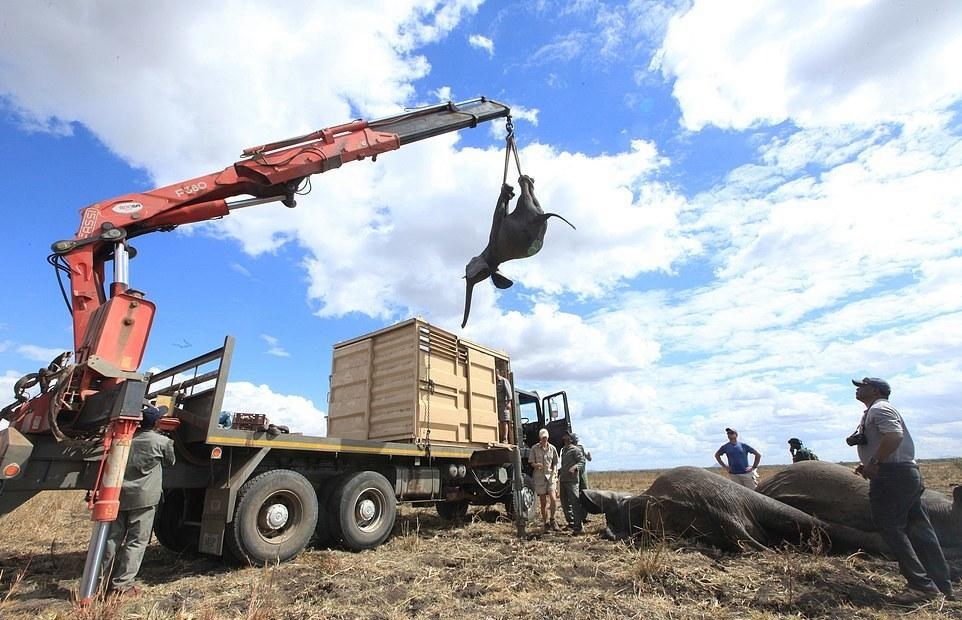 【转】北京时间 运送500头大象需几步?非洲象用起重机"搬家"