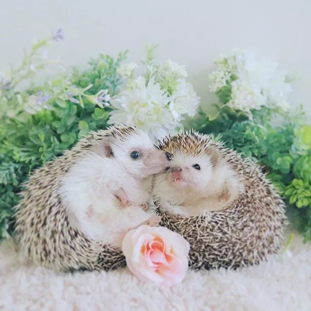 史上最萌的刺猬,居然秀恩爱了胖嘟嘟的萌的可爱