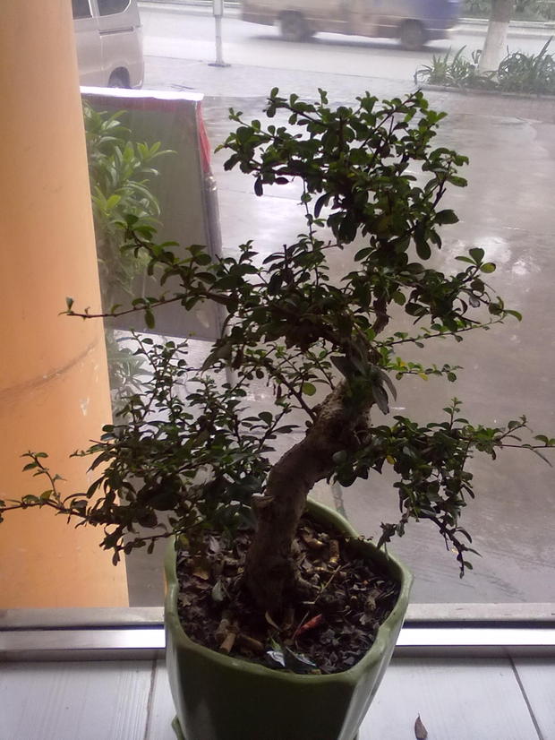 帮帮忙请问一下这是什么树啊谢谢