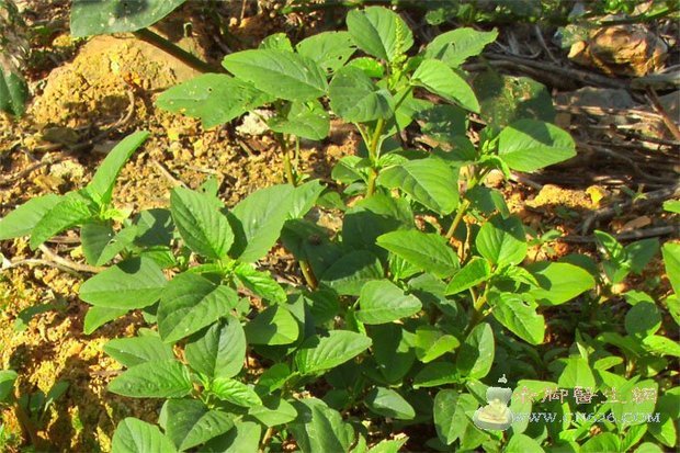  野莧菜為莧科一年生草本植物莧的莖葉,其嫩苗和嫩莖葉可食用