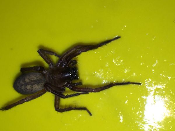 你帮我确认下  这就要看看网是扇形还是一个直筒型图为隙蛛的网,来自