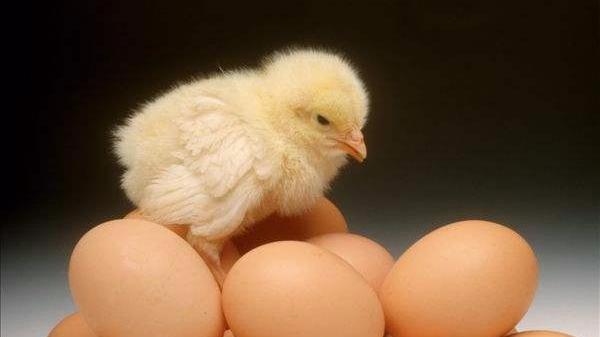如何分辨吃的鸡蛋和孵小鸡的鸡蛋