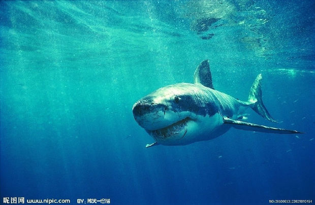 15 &nbsp; 鲨鱼长鲨鱼样 &nbsp; 很给力0 采纳率:0级2013.12.