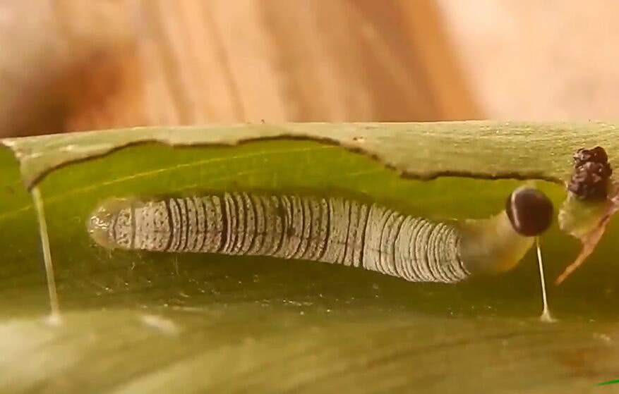 女子进香蕉园,不摘香蕉专挑白虫子吃,得知真相