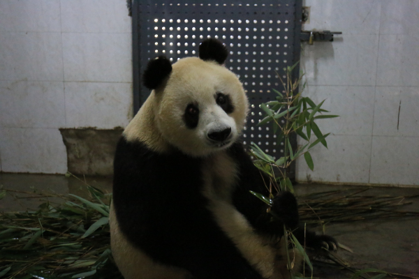 大熊猫苏苏家族图片