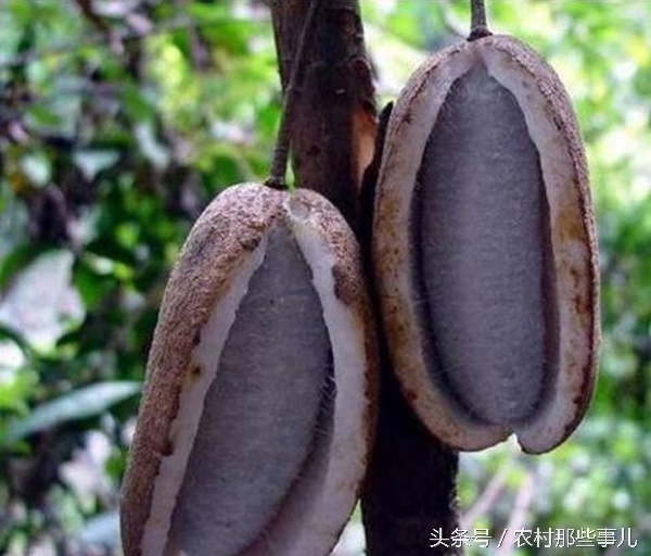 这8种农村常见的野果子,很多人不敢吃,其实是人间美味