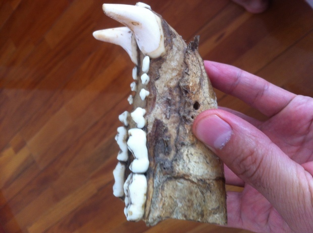 十年前买的骨头,一定是下颚骨,前臼齿退化,自己感觉不是犬科,大家给